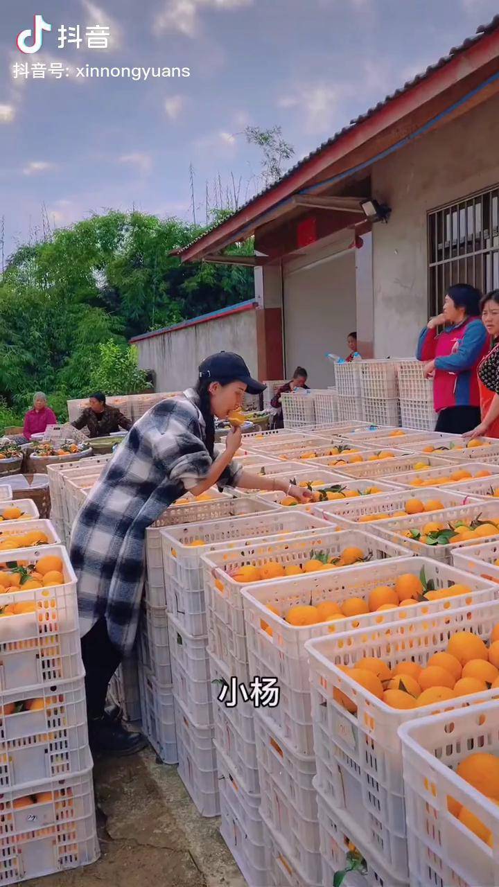 柑橘直播(柑橘直播话术技巧开场白)  第1张