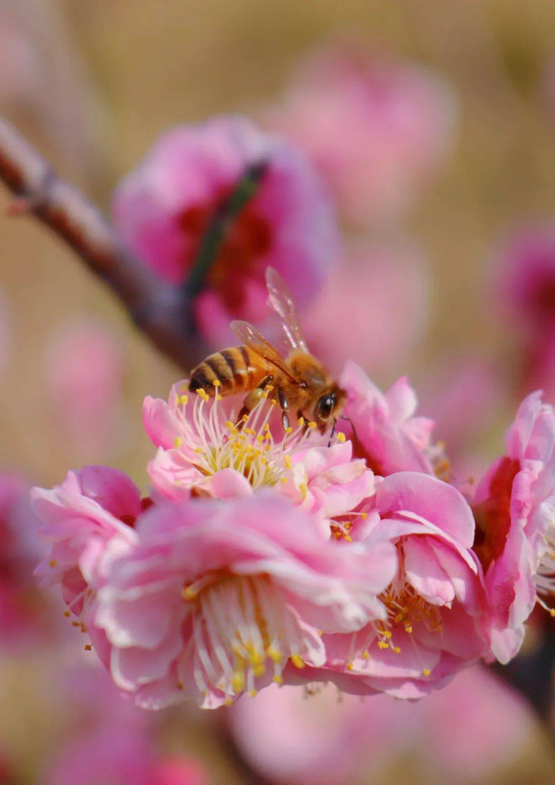 春花直播(请播放春花)  第2张